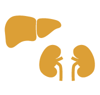 Liver and Kidney